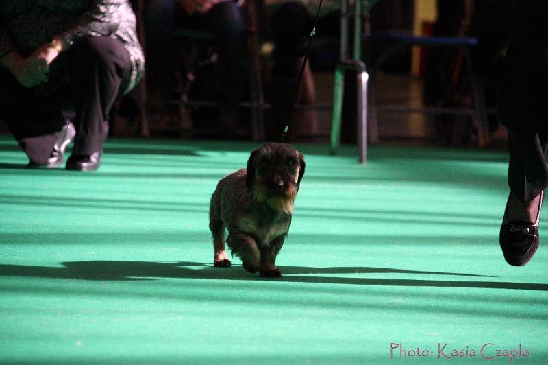 Crufts2011_2 676.jpg